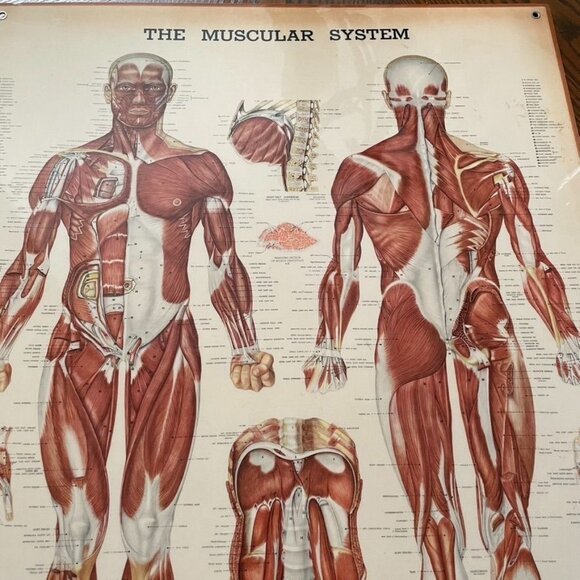 VintaPeter Bachin Anatomical Charts The Skeletal System Laminated 20 x 24 Gromet - Picture 5 of 5